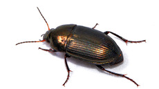 Ovaler Kanalläufer_3.jpg